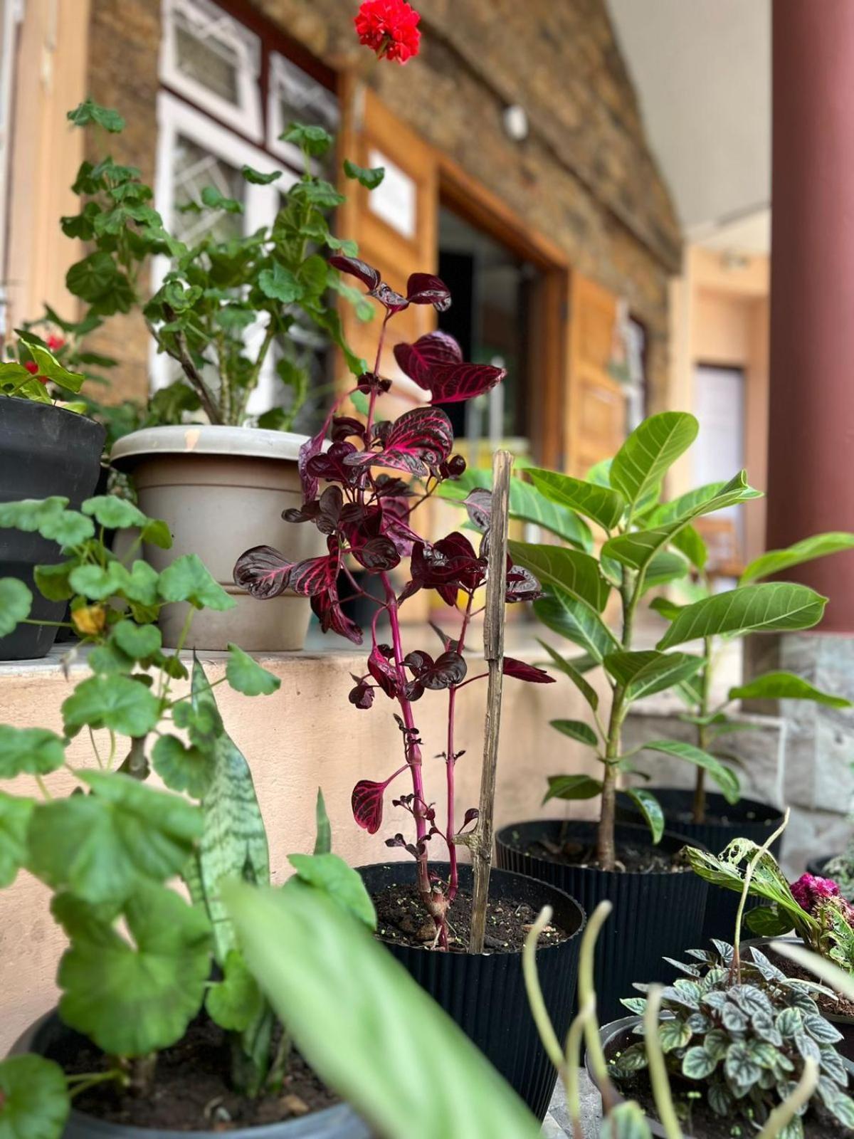 西隆 The Living Roof酒店 外观 照片